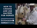 How to Choose and Use Halters for Horses
