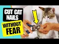How to Trim Your Cat s Nails Without Getting Scratched Step-by-Step Guide