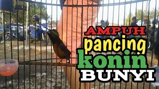 konin isian burung gereja