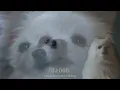Dog Rave