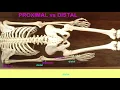 proximal vs distal anatomical directional terms