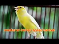 Download Lagu MASTERAN KENARI SPEED LAMBAT DENGAN TERAPI AIR #kenarimania #kenarimaniaindonesia