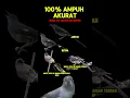 Lagu ciri ciri murai air jantan dan betina #muraiair