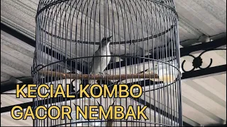 Download SUARA KERAS ‼️ KECIAL KOMBO GACOR NEMBAK ‼️ MP3