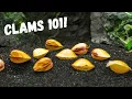 Download Lagu How To Keep FRESHWATER CLAMS for BEGINNERS!