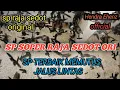 SP SOPER RAJA SEDOT ORIGINAL SP TERBAIK MEMUTUS JALUS LINTAS