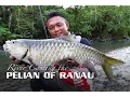 Download Lagu River Casting the Pelian Of Ranau, Sabah (featuring Rapala CountDown Abachi)