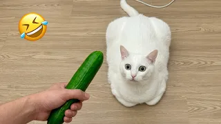 Funny cats and dogs will make you laugh non stop π€£