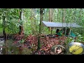 Lagu camping di hutan Kalimantan di guyur hujan deras berburu lele liat \u0026 mengolah gulai santan ikan lele