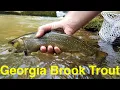 Georgia Brook Trout Fishing