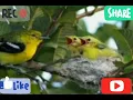 Download Lagu Suara Pikat Burung Cipoh/Sirtu Menjerit Andalan Jaya Channel Paling Ampuh 2021