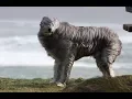 Can Animals Predict the Weather?
