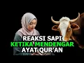 Download Lagu Ze waren geschokt toen ze verzen uit de Koran aan deze dieren voorlazen