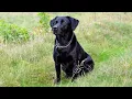 Black Labrador Barking Voice My Cute Lovely Labra Dog Forever Wild