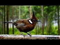 Download Lagu Suara Burung Kicau Merdu - Relaksasi dan Menenangkan Pikiran