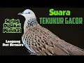 Download Lagu SUARA TEKUKUR GACOR, SERING DIPAKAI PEMIKAT.. TEKUKUR LAIN LANGSUNG IKUT BERSUARA