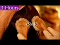 ASMR Massage Magic Tingles from Head to Toe Hair Brushing Shampoo Scalp Massage No Talking