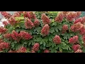 Garden New Plants 2 Oakleaf Hydrangeas Ruby Slippers
