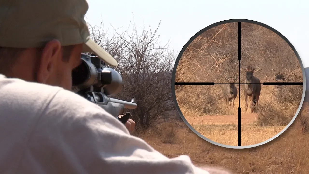 Hunting South Africa - Blue Wildebeest Hunt | Lov u Južnoj Africi - Lov gnua