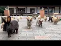 Download Lagu Net Als Konijneneiland!? Japans Konijnendorp en Kersenbloesemreis🐰🌸