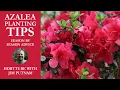 Tips voor het planten van azalea's - Advies per seizoen