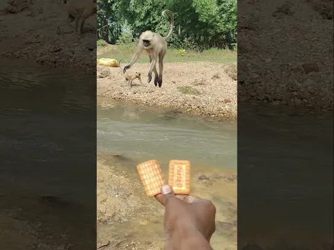 Hanuman Jump🍒🍊