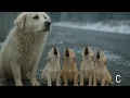 Download Lagu The mother dog got down on her knees and begged me to help her 5 day old puppies  🐾  🐾   🐾