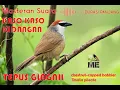 Download Lagu Masteran audio suara kicauan burung kaso-kaso kidangan tepus gelagah gacor durasi panjang