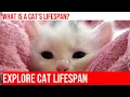 The Average Lifespan of Cats Factors Facts