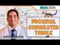 Nier | Proximale gekronkelde tubulus