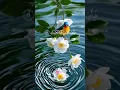 Download Lagu Surah Ar-Rahman with Beautiful Birds | Peaceful Quran Recitation in Nature