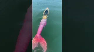 Jalpari Mermaid Jalpari Shorts 