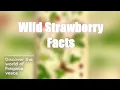 Uncovering the Wild Strawberry Fragaria vesca Secrets