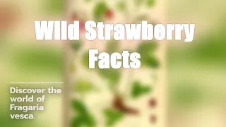 Uncovering the Wild Strawberry Fragaria vesca Secrets
