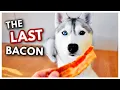 HUSKY Argues Over the Last Piece of Bacon She doesn t want to share