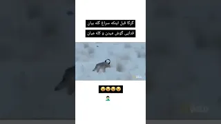 گرگا قبل اینکه سراغ گله بیان فدایی گوش میکنن و کله میان امین اینفرنو فدایی کالاف دیوتی موبایل 