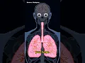 Download Lagu Can submarine sonar kill you?  🔊🤿
