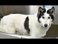 Lagu Grooming a Retired Sled Dog for the First Time in Years | Alaskan Husky Transformation