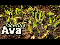 Lagu THE PLANT THAT  GETS YOU RELAXED | AVA SAMOA  |  WE'RE PLANTING KAVA | SAMOANFARMER