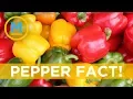 Fact Green yellow and red bell peppers are all the same Your Morning