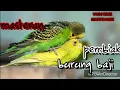 Download Lagu Terapi burung baji untuk pembiakan cepat, burung parkit durasi lama.
