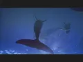 The Byrds -  Dolphin'S Smile