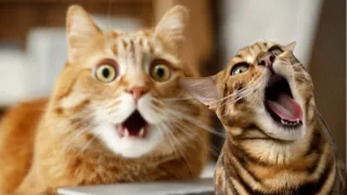 20+ Minutes of Truly Despicable Cats 🤣 | Funny Animal Fails