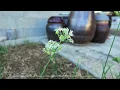 Comfort Blooming Beside Clay Pots 🌾 Warm Nylon Guitar & Saxophone Trio, Cozy Asian Folk BGM | 2 Hour