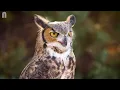 Owl Sounds To Scare Birds | HQ