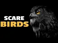 Download Lagu Owl Sounds To Scare Birds | HQ