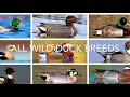 All Wild Duck Species