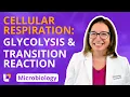 Cellular Respiration Glycolysis Transition Reaction Microbio Microbiology LevelUpRN