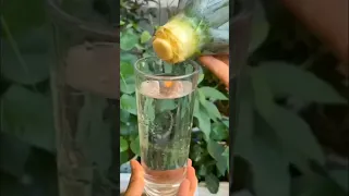 زراعة الاناناس 