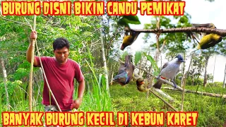 pikat burung kecil paling ampuh di lokasi kebun karet